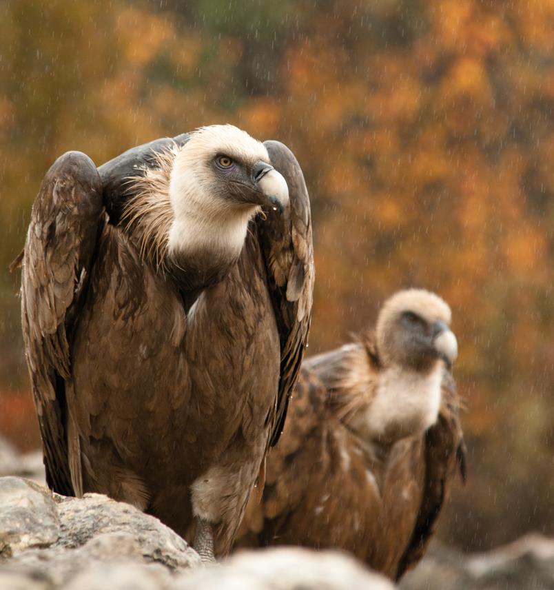 Let’s go vulture watching